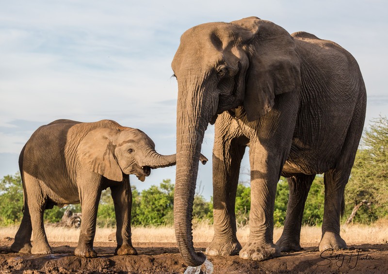 Elephant Baby 12