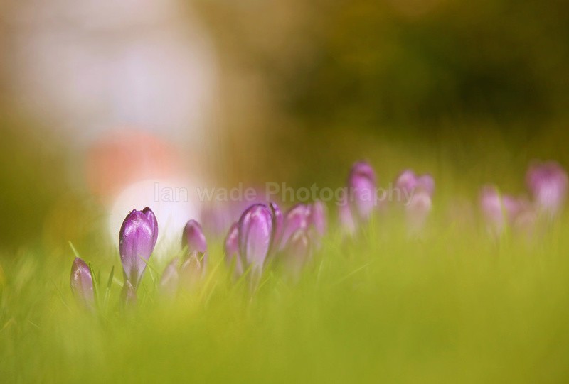Crocus flowers, Yatton, CF_001 - Wild Flowers,  plants & Fungus photography, Great Britain
