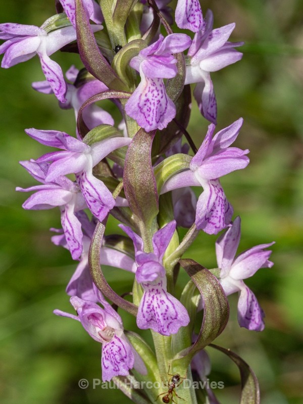 Early Marsh Orchid (Dactylorhiza incarnata). - Wild Orchids 2021