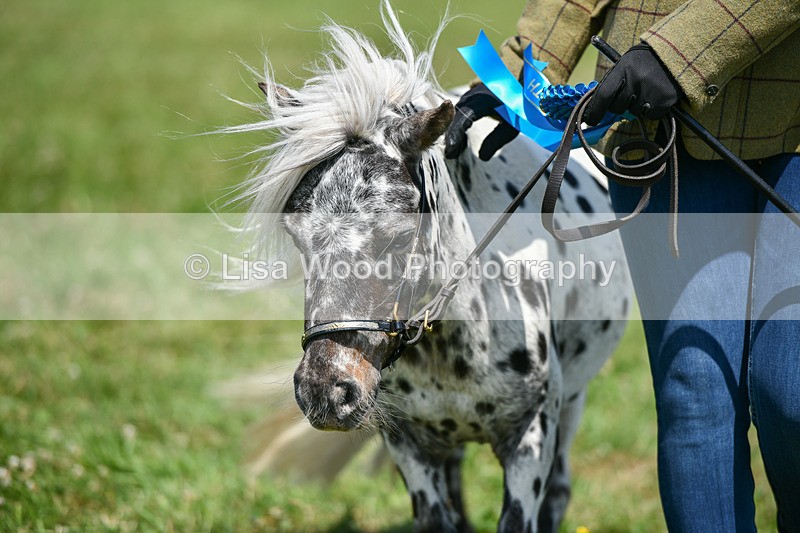 DSC_7228 - Class 61: Miniature Horse 4yrs & over