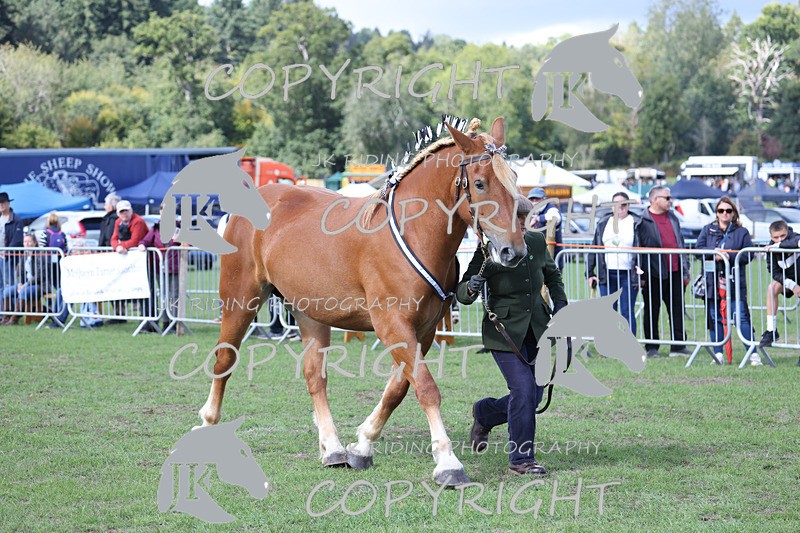 APP_3216 - Class 3 Youngstock