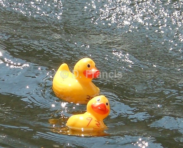 Image 5 - Rubber Duck Races, Paddington