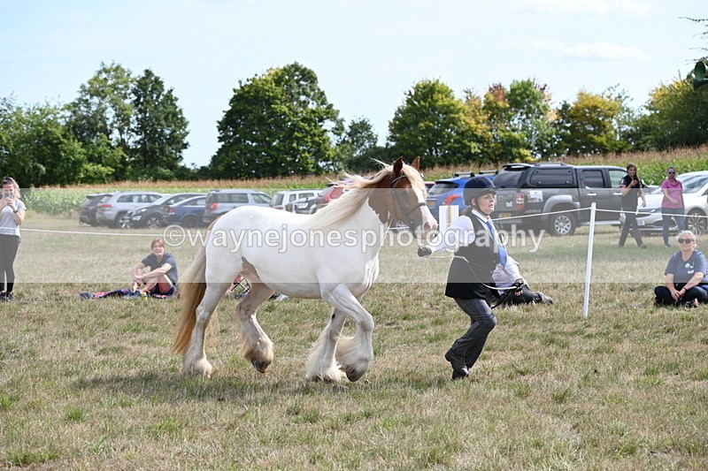 WJ6_6562 - Class 20 In-hand Cob
