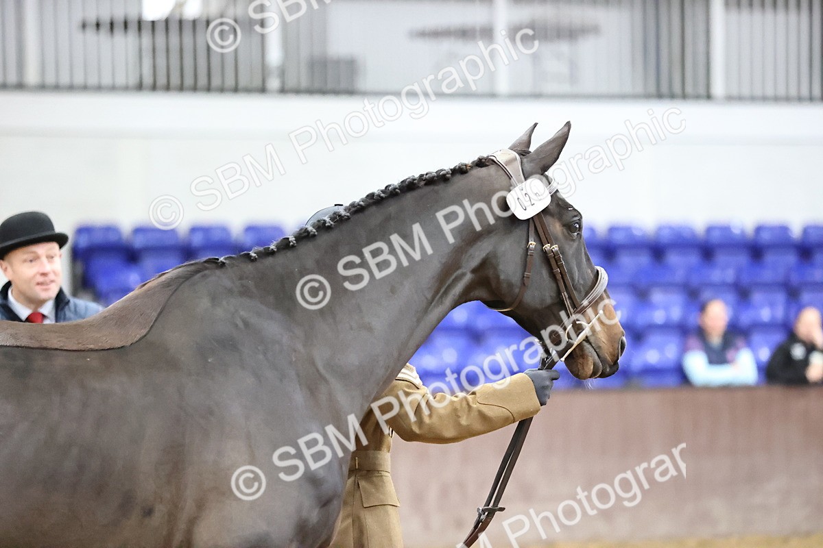 SBM_5206 - Class 39 - In Hand Gelding