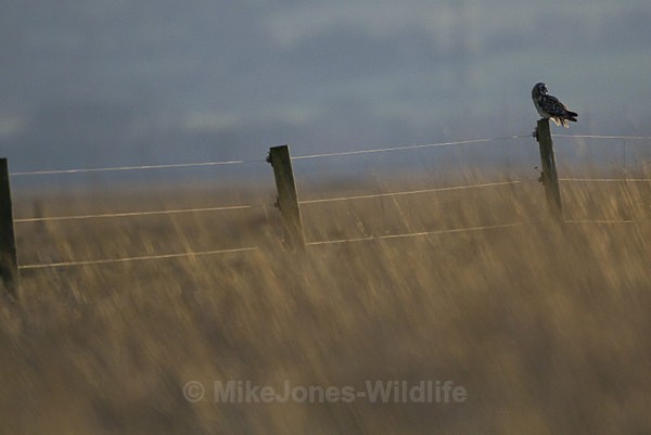 SHORT EARED OWL / REF SEO 10 - SHORT EARED OWLS