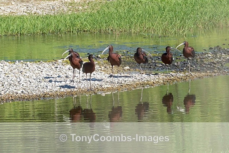 Glossy Ibis - Lesvos ~ Wading Birds