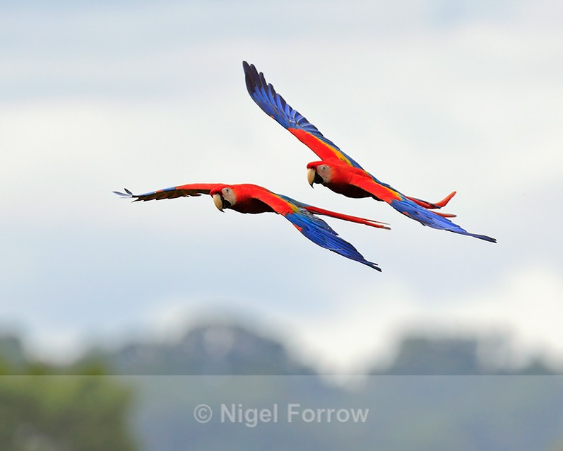 Close fly-past of two Scarlet Macaws on the Osa Peninsula - Scarlet Macaw