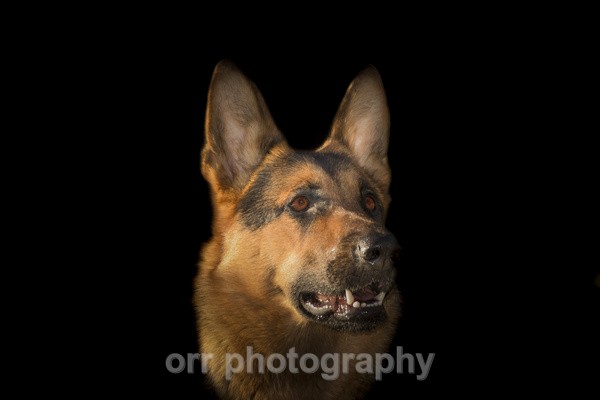 Tess - Dogs