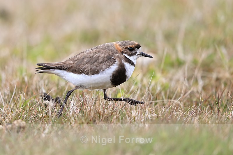 Two-banded Plover running, Carcass Island, Falklands - Two-banded Plover