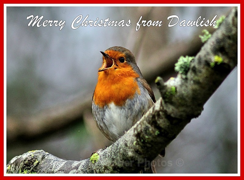 two left DW27  Dawlish Robin - Xmas Cards Dawlish