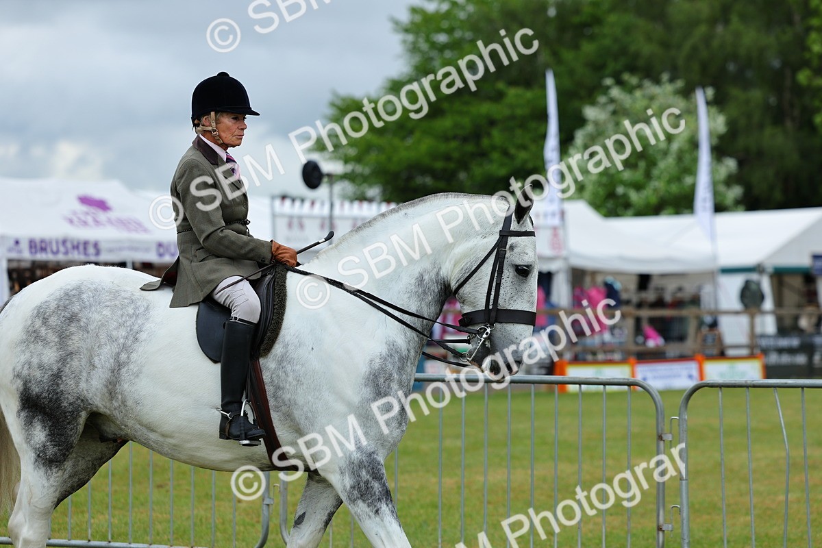 SBM_02471 - Class 9-11 Side Saddle including LIHS Rising Star Ladies Show Horse