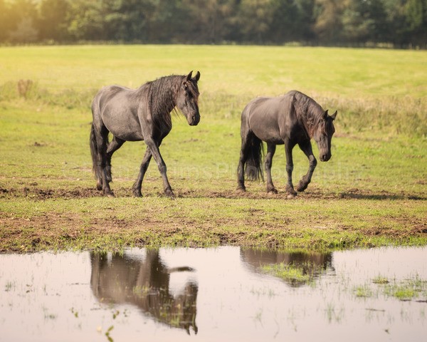 friesians 101-3 - Friesians