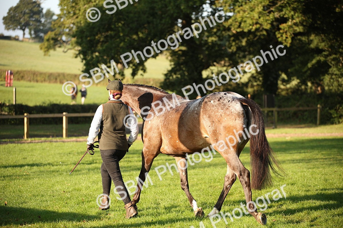 SBM_57570 - S50 - Foreign Breeds In Hand