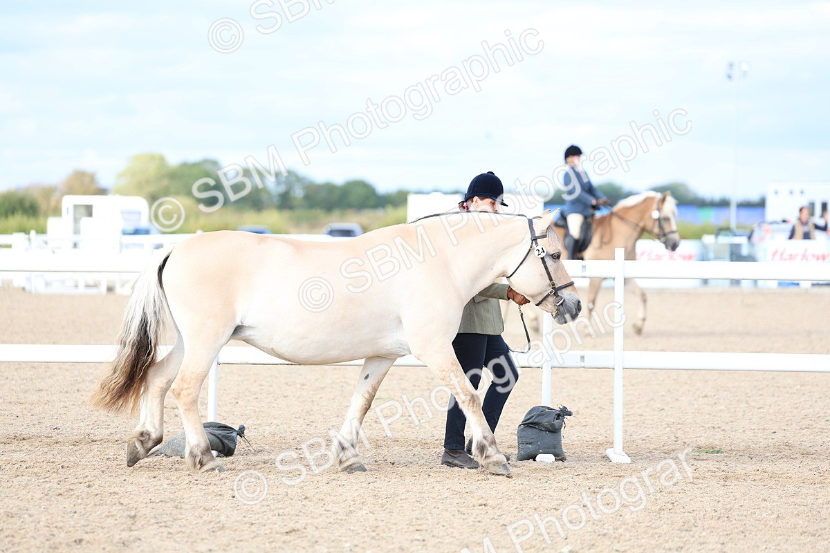 SBM_18679 - Class 317 - IH Pure Bred Horse-Pony