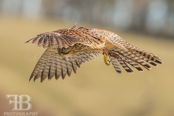 wow march 16 Photo day-111 - Birds of Prey