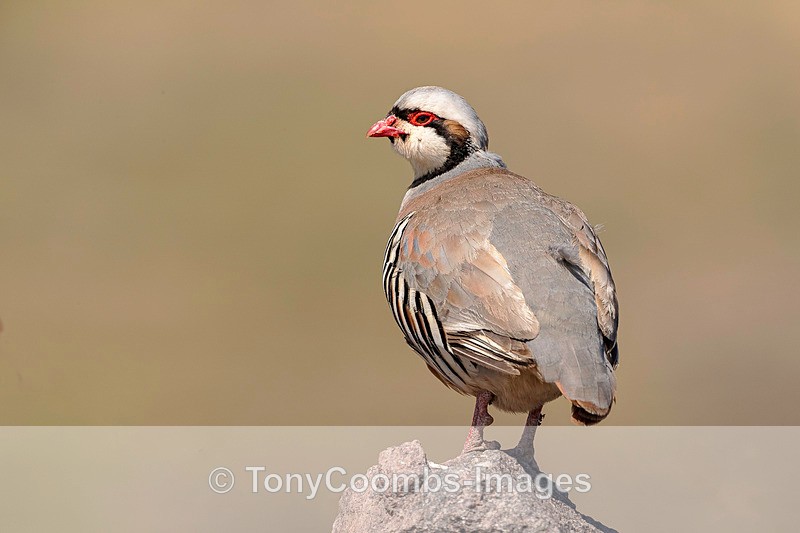 Chukar Partridge - Lesvos ~ Other Birds