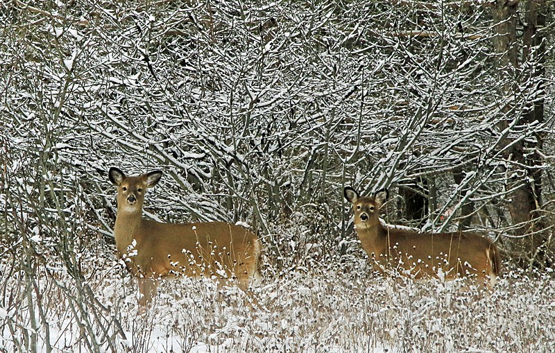 White-tailed Deer on a Snowy Day
