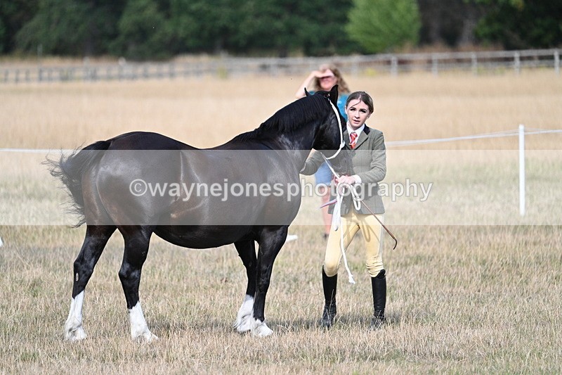 WJ7_8248 - In-hand Championship