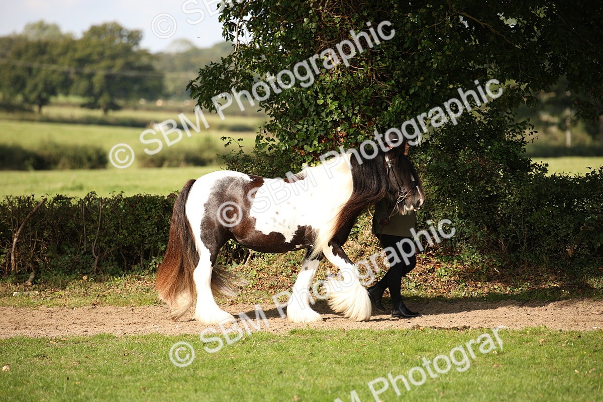 SBM_62159 - S55 - Traditional Cob In Hand