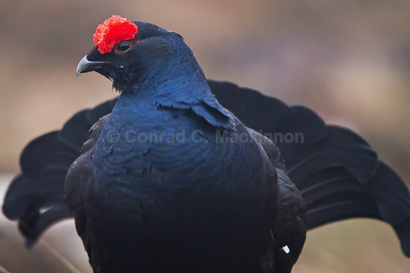 Black Grouse - wild and free