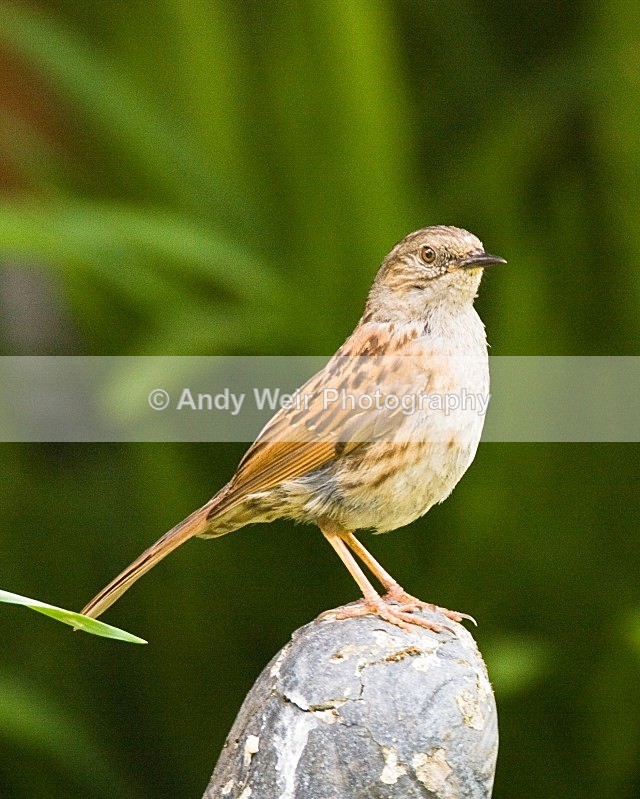 20080531-024 - Dunnock (Hedge Sparrow)