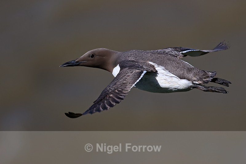 Guillemot in flight, close view, Flamborough Head, Yorkshire - Guillemot