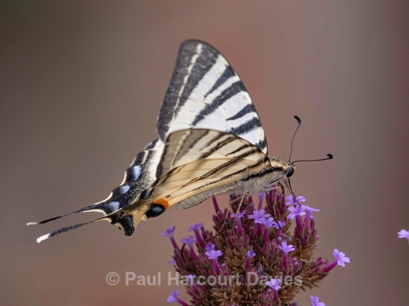 Scarce Swallowtail (Iphiclides podalirius) - Ten Metres from Home 1.  (2020)