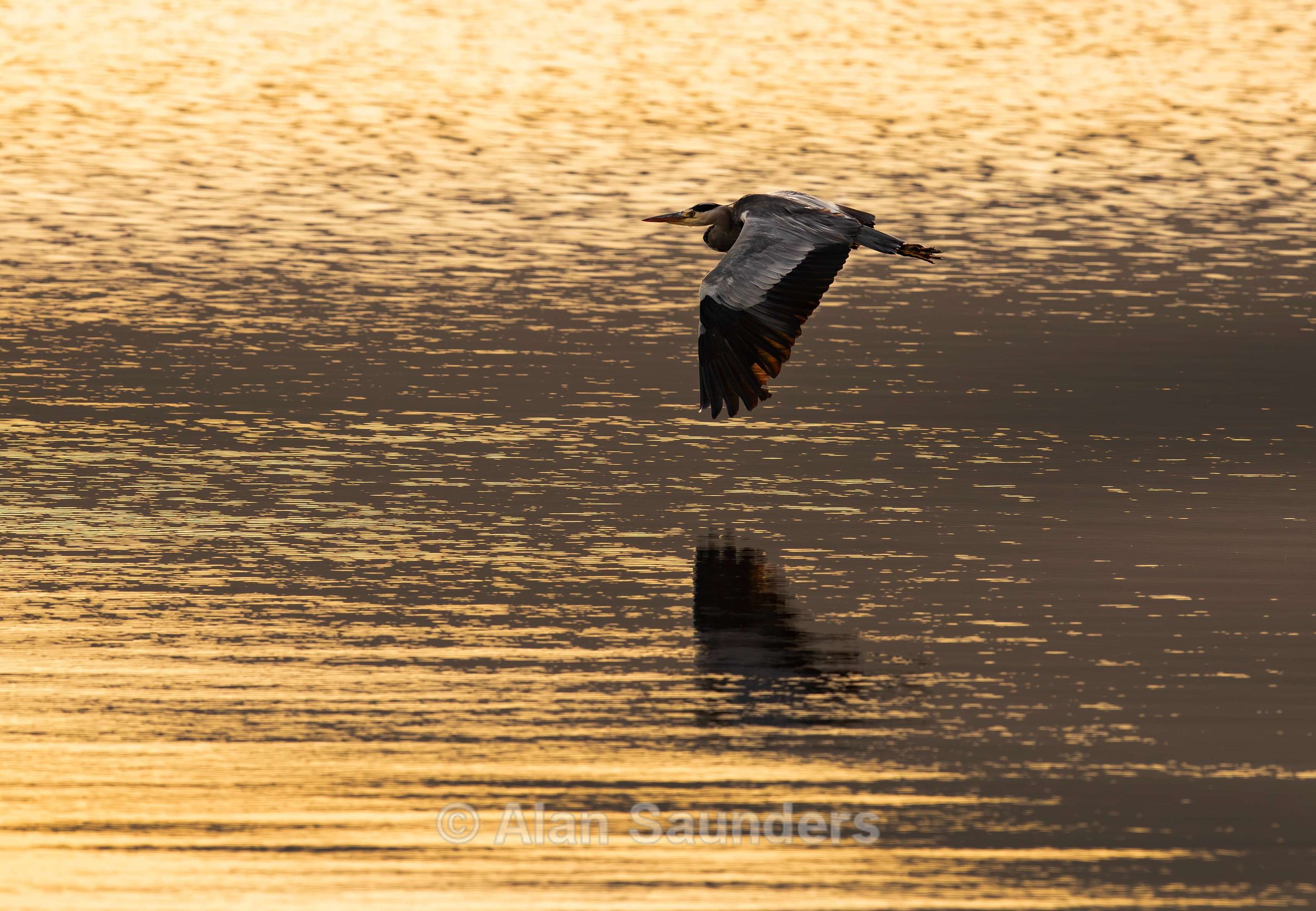 Grey Heron 27