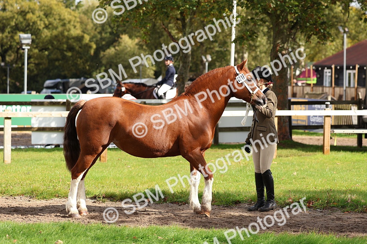 SBM_39420 - S24 - Young Veteran In Hand