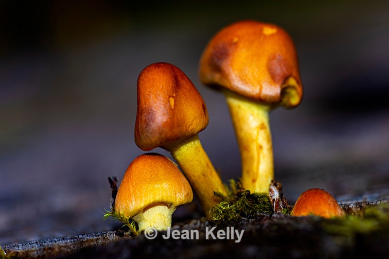 Sulphur Tuft Fungi - DSC_1841 - Fungi