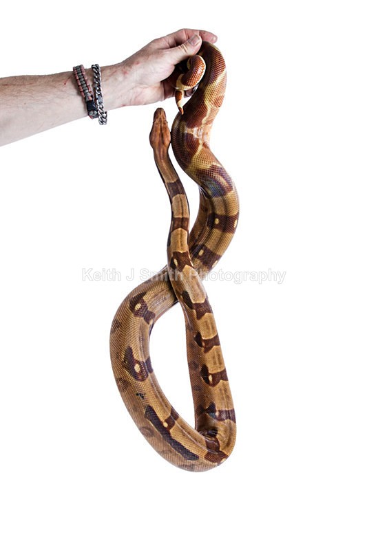 1KJS0204 - Roaming Reptile Show