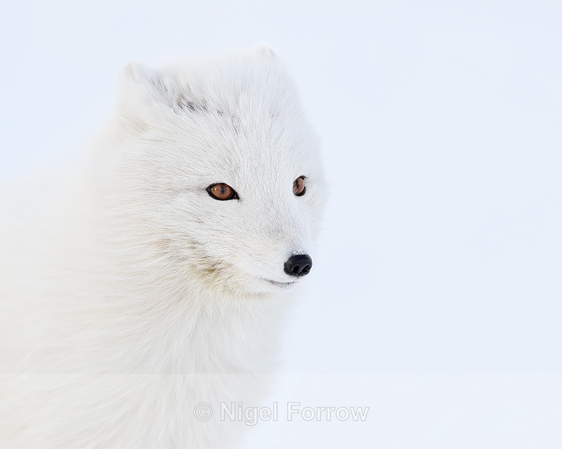 Arctic Fox close, Svalbard, Norway - Arctic Fox