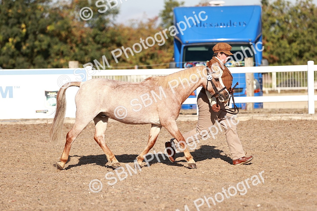 SBM_11386 - Class 402 - IH  Veteran pony