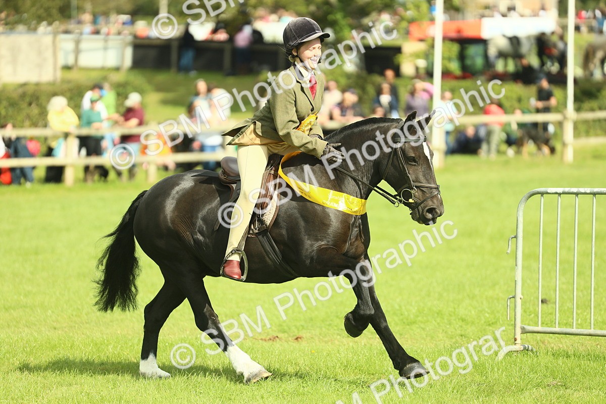 SBM_44845 - S31 - Working Hunter Pony