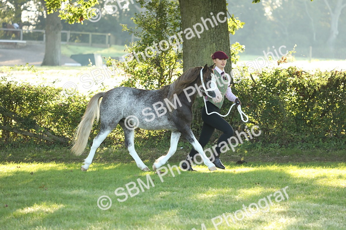 SBM_57940 - S42 - Youngstock