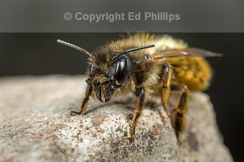 Osmia bicornis (f)