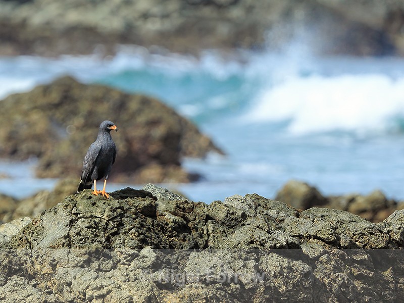 Common Black Hawk on coast, Casa Corcovado, Costa Rica - Common Black Hawk