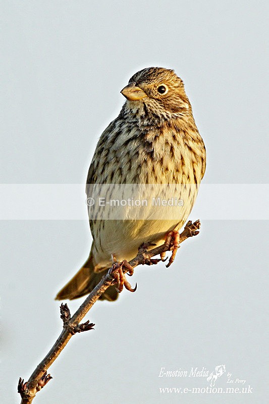Corn bunting 100312  8 - Nature
