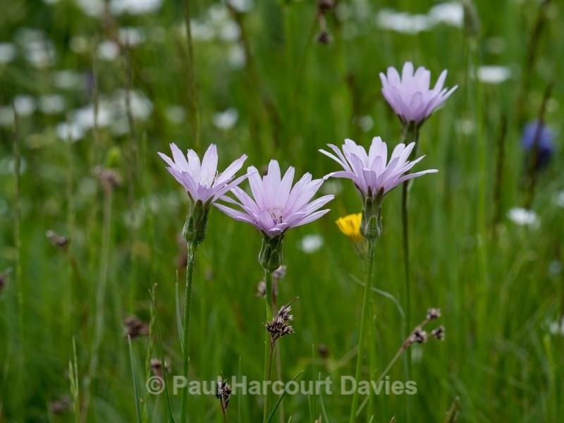 Mountain lettuce (Lactuca perennis)  - Wild Flowers - 2