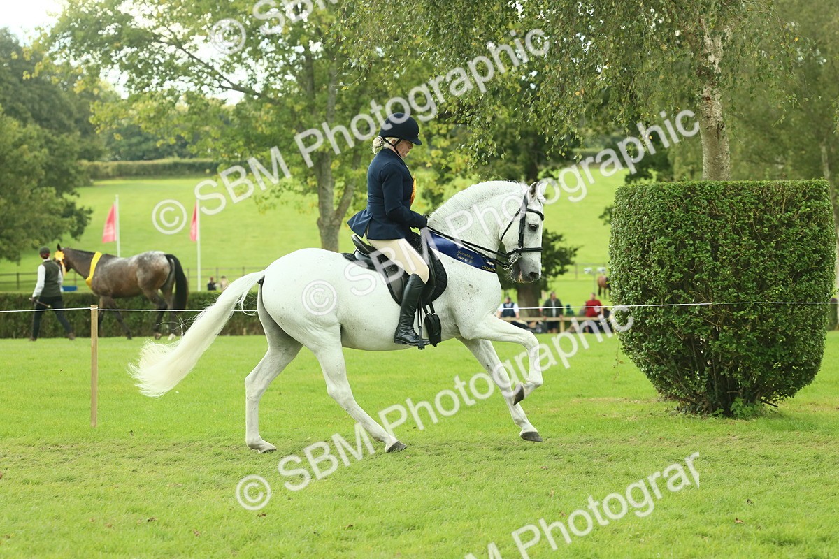 SBM_62551 - S62 - Foreign Breeds Ridden