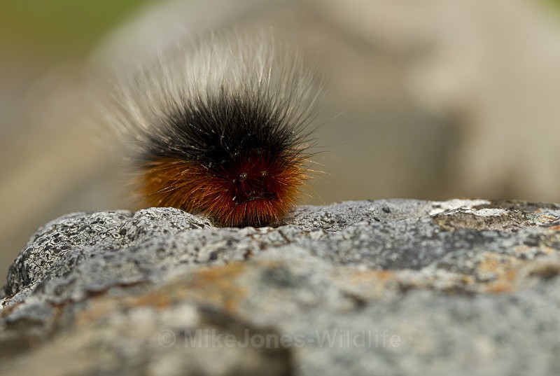  - MACRO IMAGES