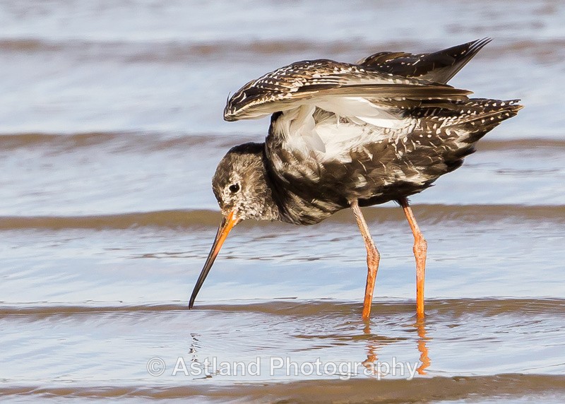 Astland Photography, Bird and Wildlife Images, Susan and Peter Wilson, U.K.