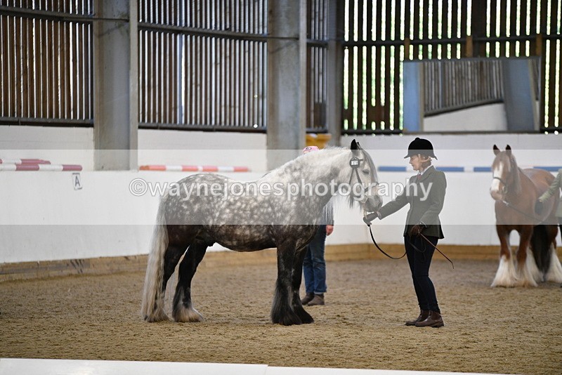 WJ5_5510 - Class 8 In hand cob