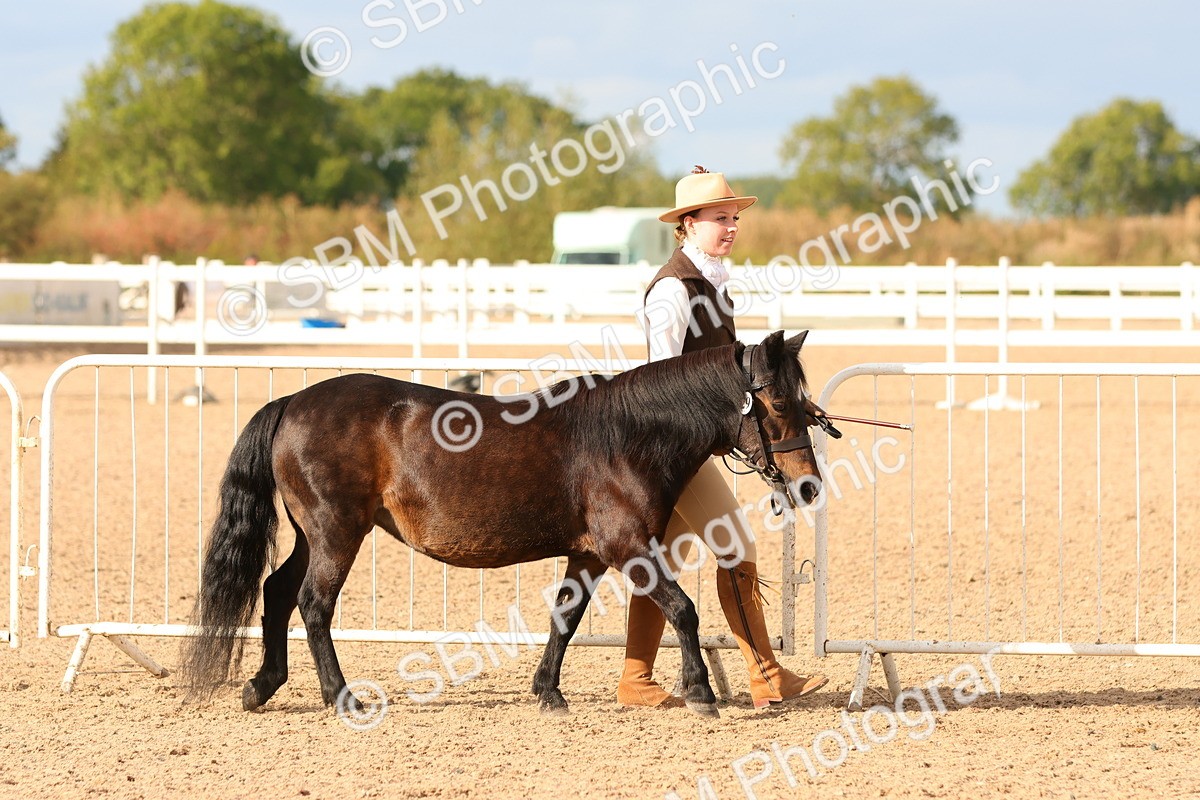 SBM_18335 - Class 318 - IH Part Bred Horse Pony