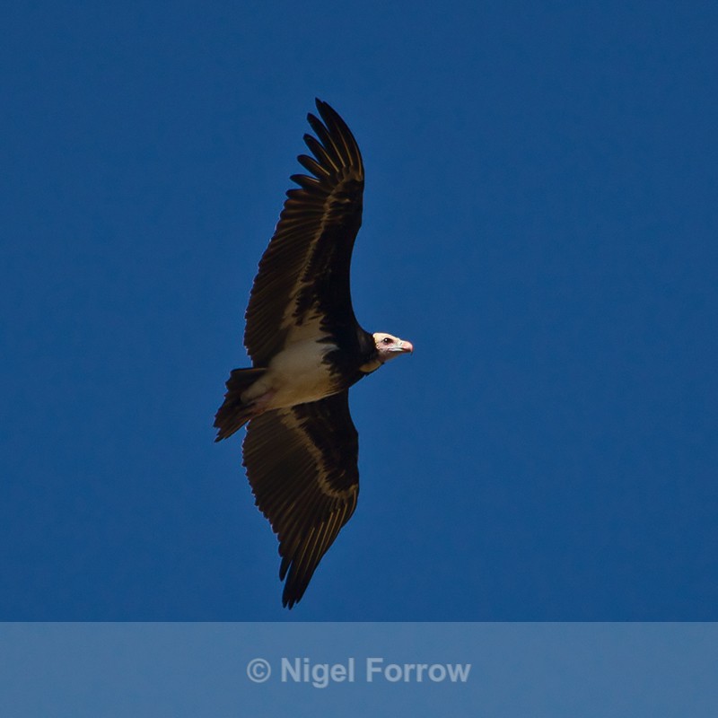 White-headed Vulture in flight - White-headed Vulture