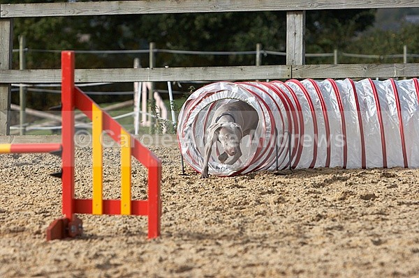  - Greenstead Green Farm Shop Animal Open Day
