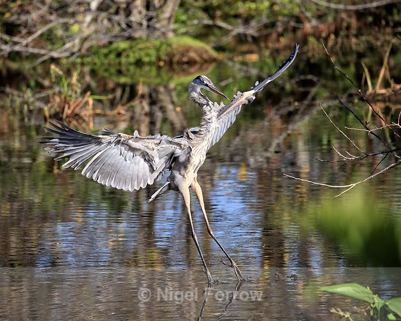 Great Blue Heron landing, Wakodahatchee Wetlands, Florida - Great Blue Heron