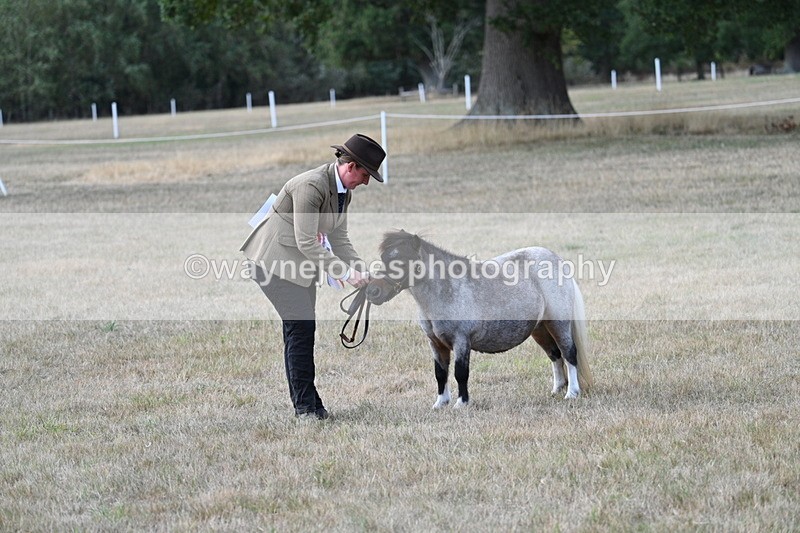 WJ7_8312 - In-hand Championship