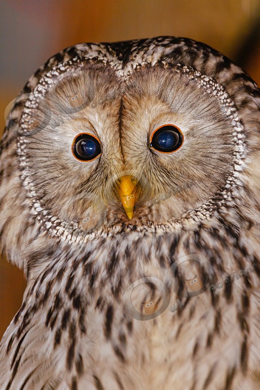 ural owl strix uralensis-0017 - Owls of the World