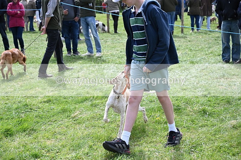 WJ6_8961 - Class 8 Best Working / Gun Dog or Bitch